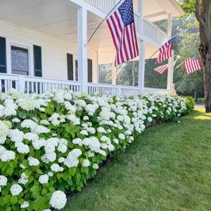 Proven Winners Bobo Panicle Hydrangea (Paniculata) Flowering Shrub in 1 -Quart Pot 1.0 -Pack with White Blooms