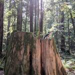 Armstrong Redwoods State Natural Reserve