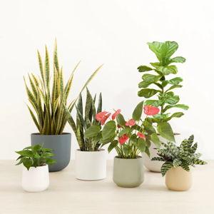 EasyPlant gift card