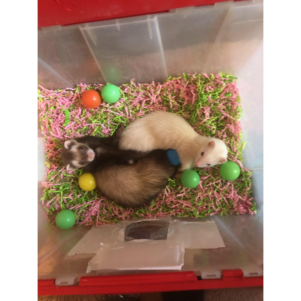 Lily and Oscar playing in their dig box