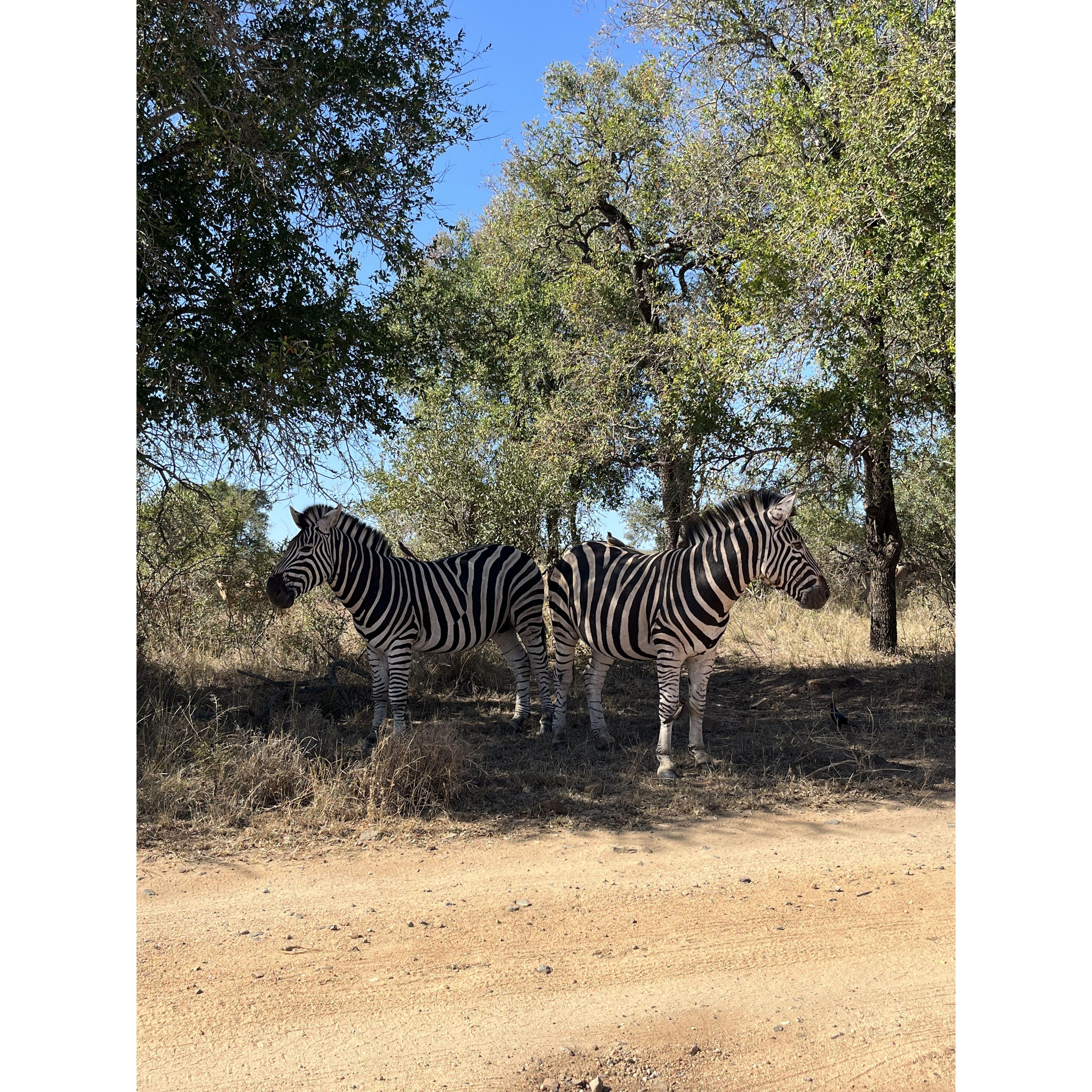 View from car window - Kruger National Park, May 2024