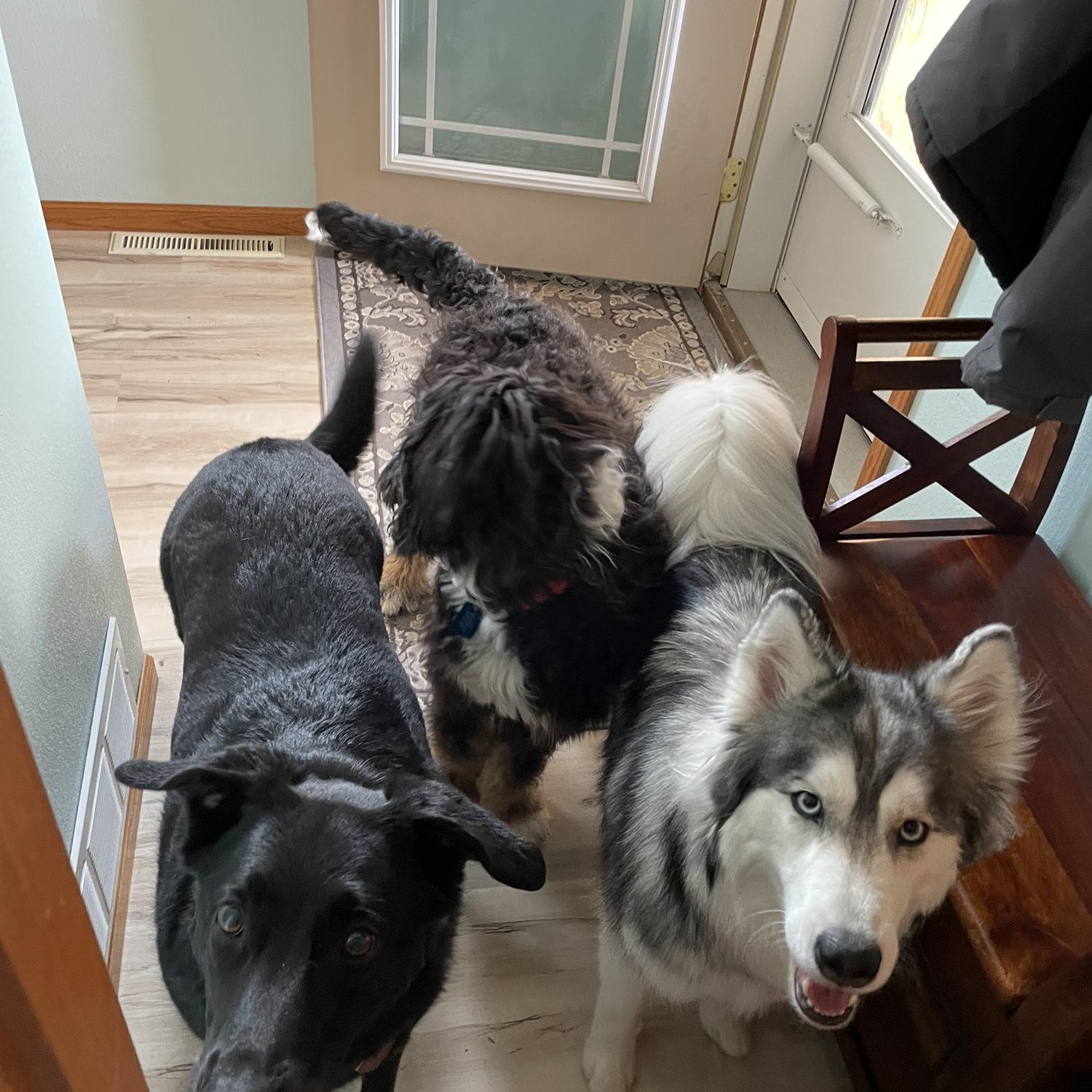 Heidi and Samantha with their friend Zeus (Chuck and Deby’s dog).