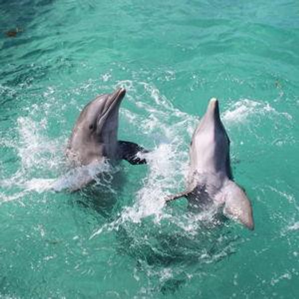 Honeymoon Dolphin Encounter
