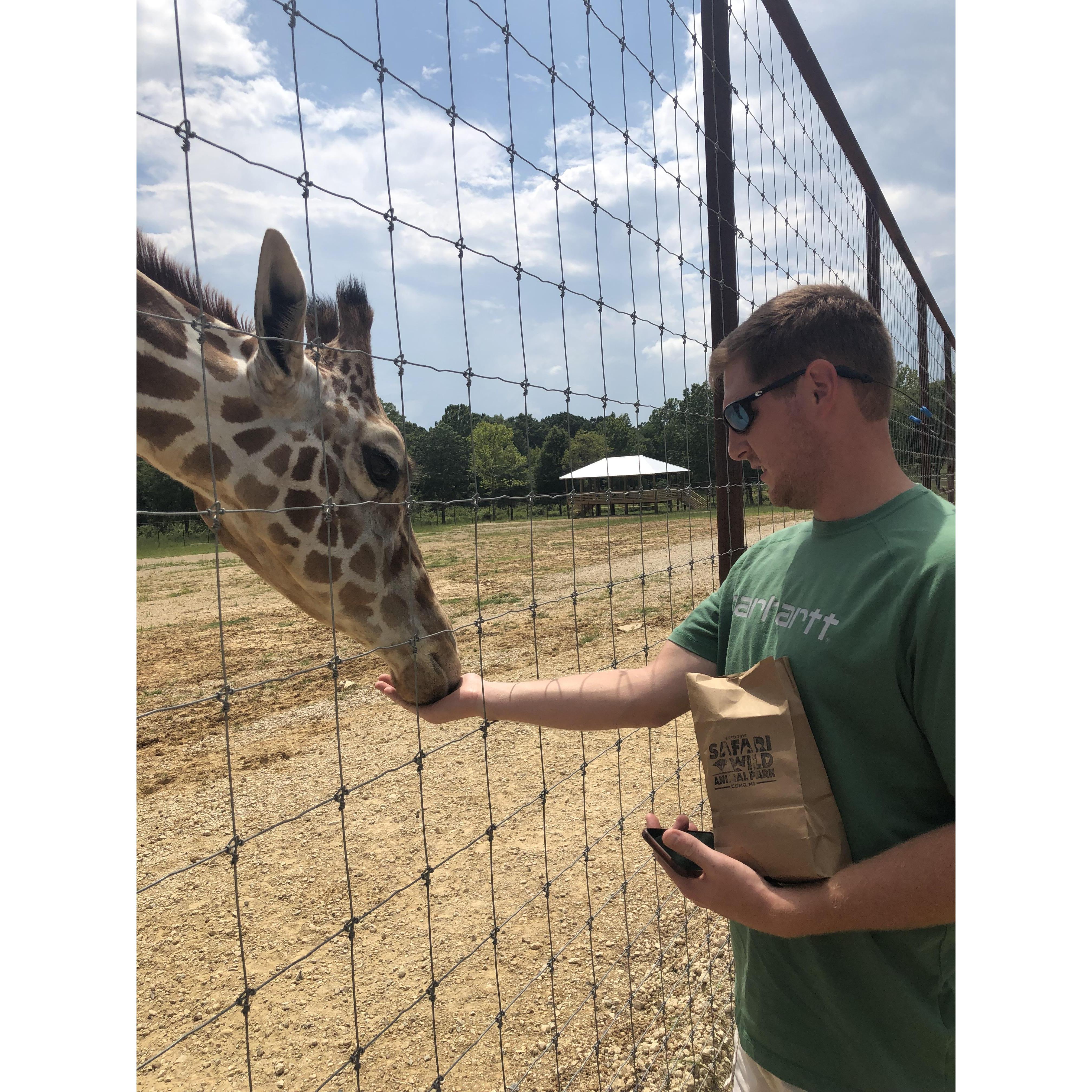 Cameron feeding a giraffe at Como Safari Park