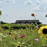 Saddlehill Winery