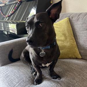 Pet Sitter for Bowie