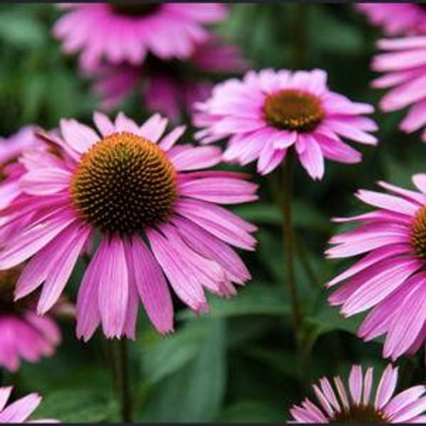 Purple Coneflower (Echinacea purpurea)