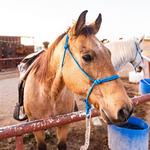 Horsin' Around Adventures Sedona