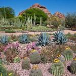 Desert Botanical Garden