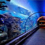 Shark Reef Aquarium at Mandalay Bay