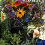 Downtown Growers' Market