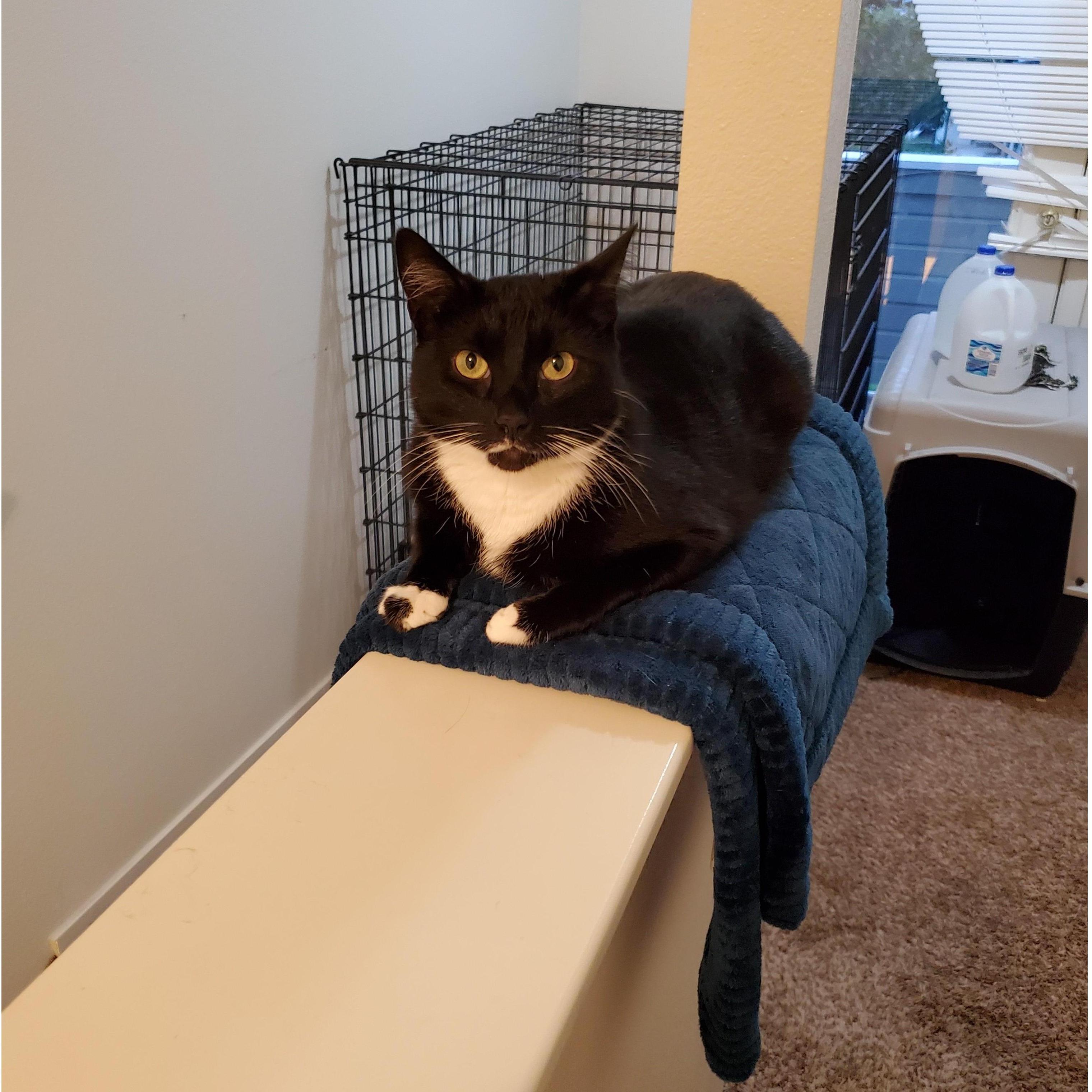 This is Sapphire. We got her in March of 2019 from the Humane Society in Reno.
