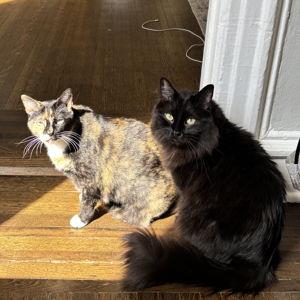 Fancy Feast Fund