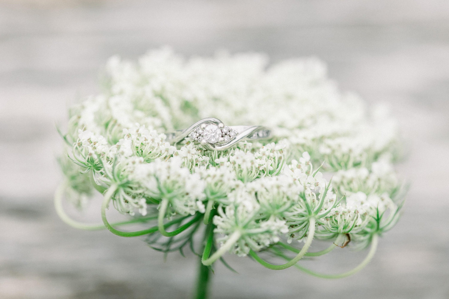 The Wedding Website of Whitney Hogan and Brian Horr