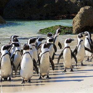 Tour to see the penguins in Capetown