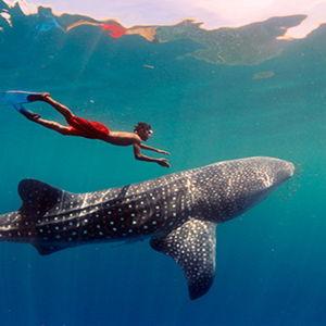 Whale Shark diving in Akumal