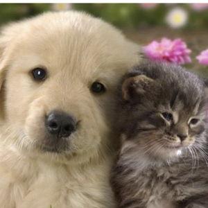 Fur Baby Fund