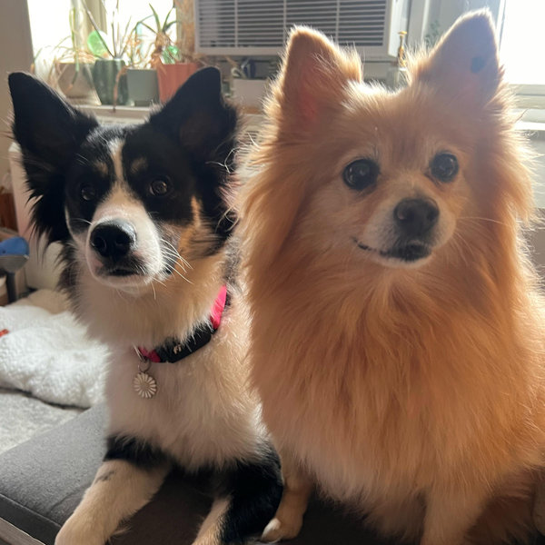 Macy & Rosie Boarding Fund