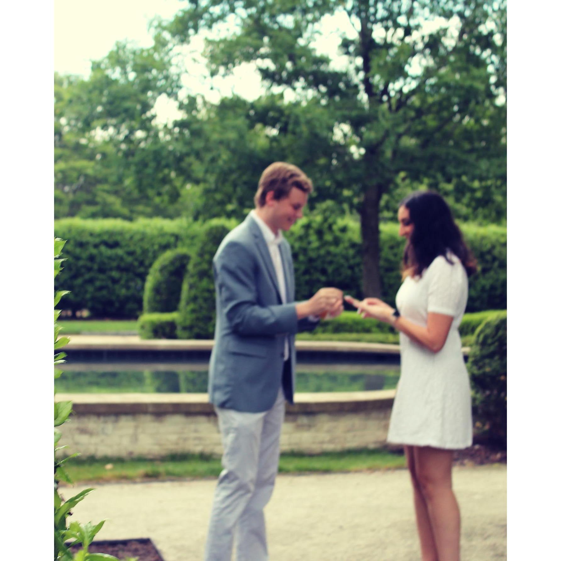 Action shot of the proposal. (Bel was hiding in the bush and came running out which is why it's a little blurry).