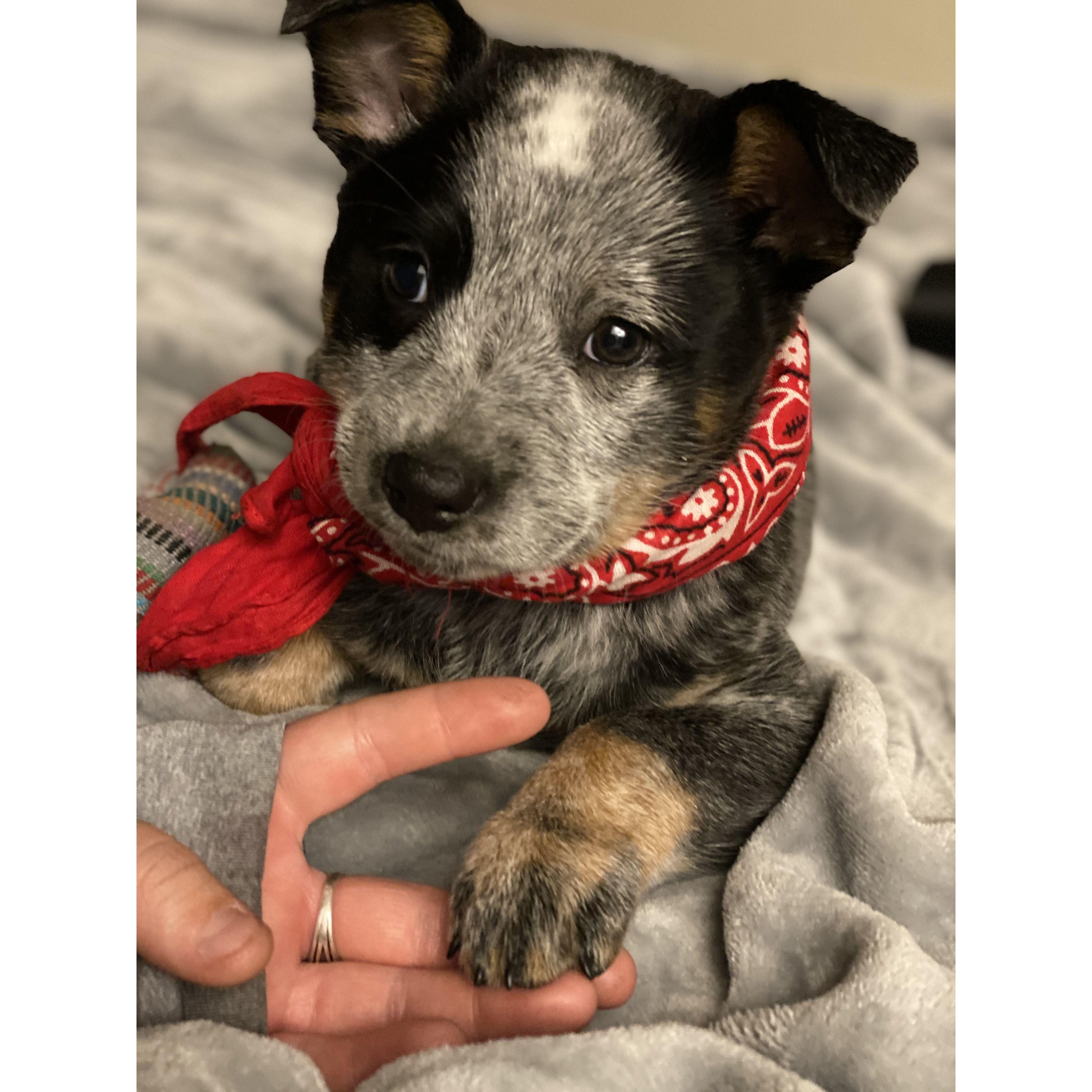 baby lola