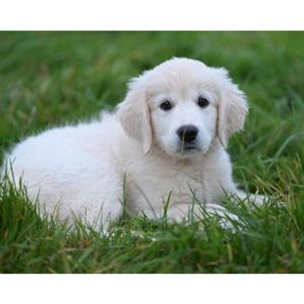 Puppy Fund