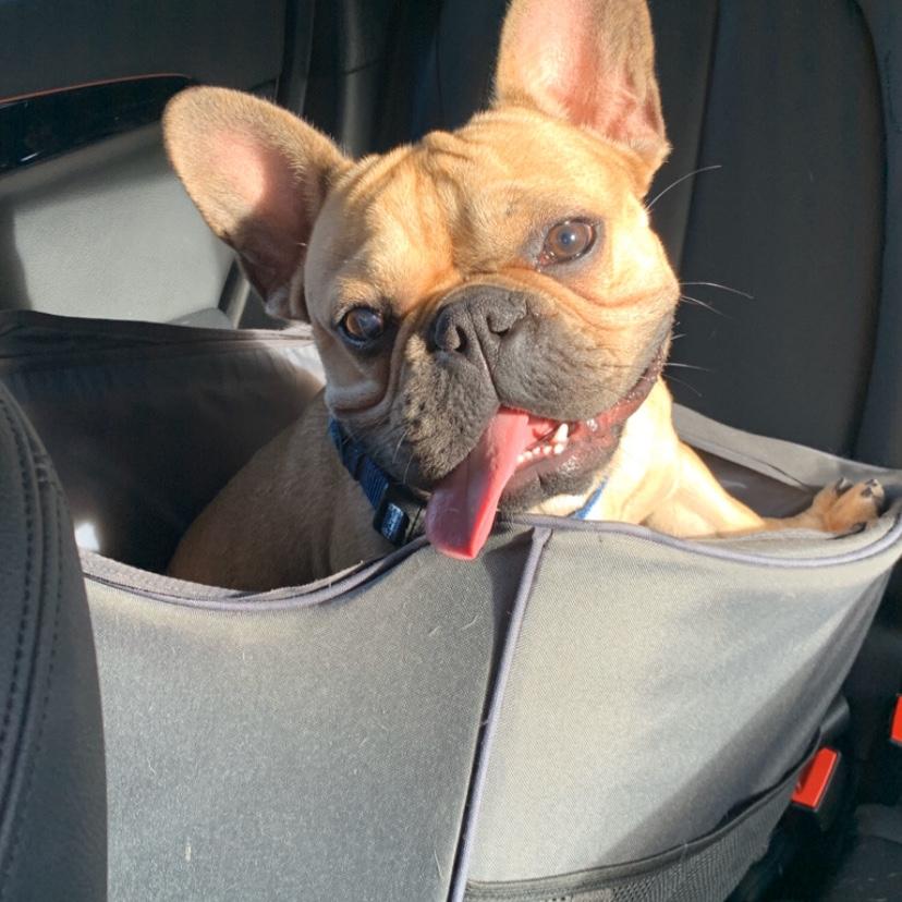 Our loving first baby- Gus