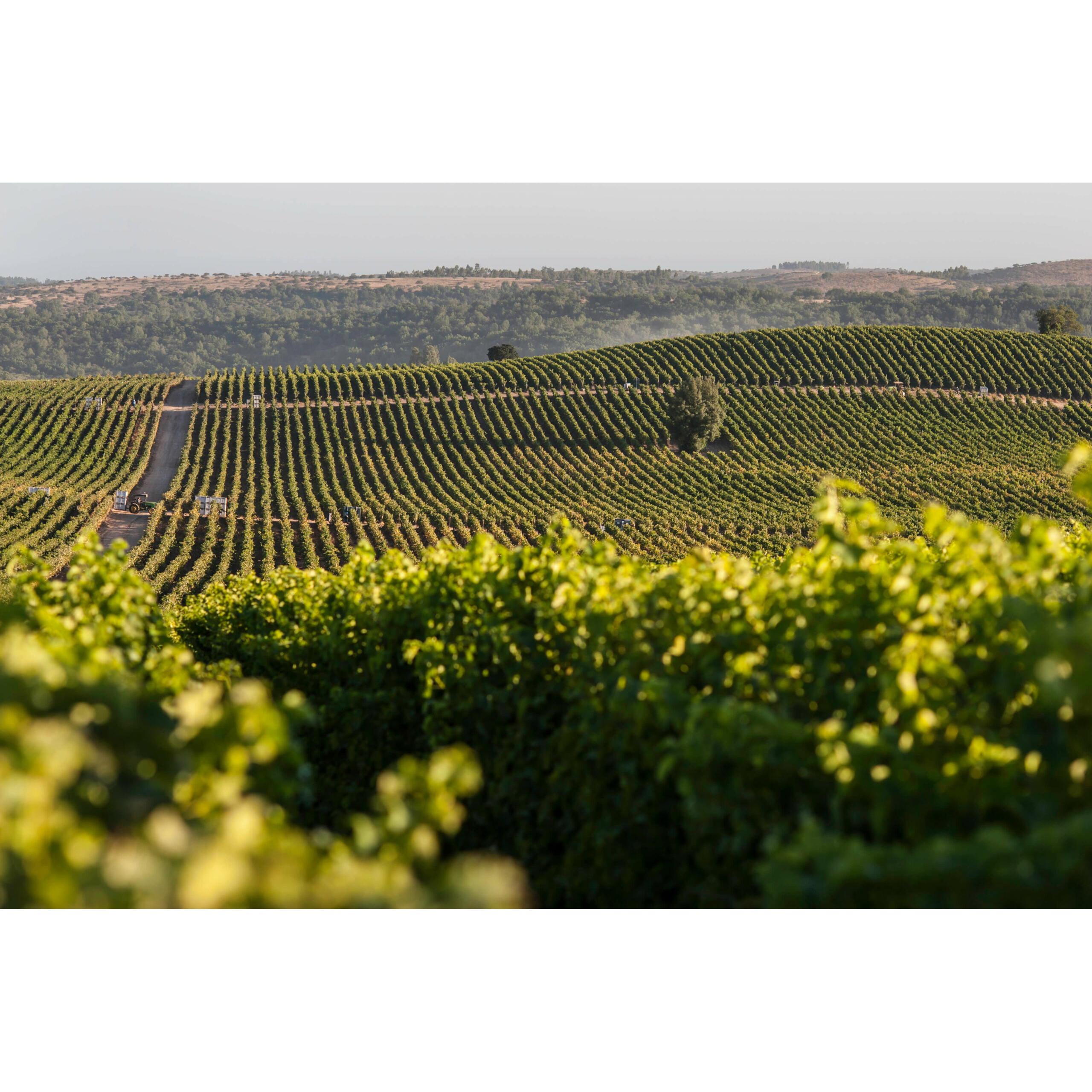 Viña Concha y Toro