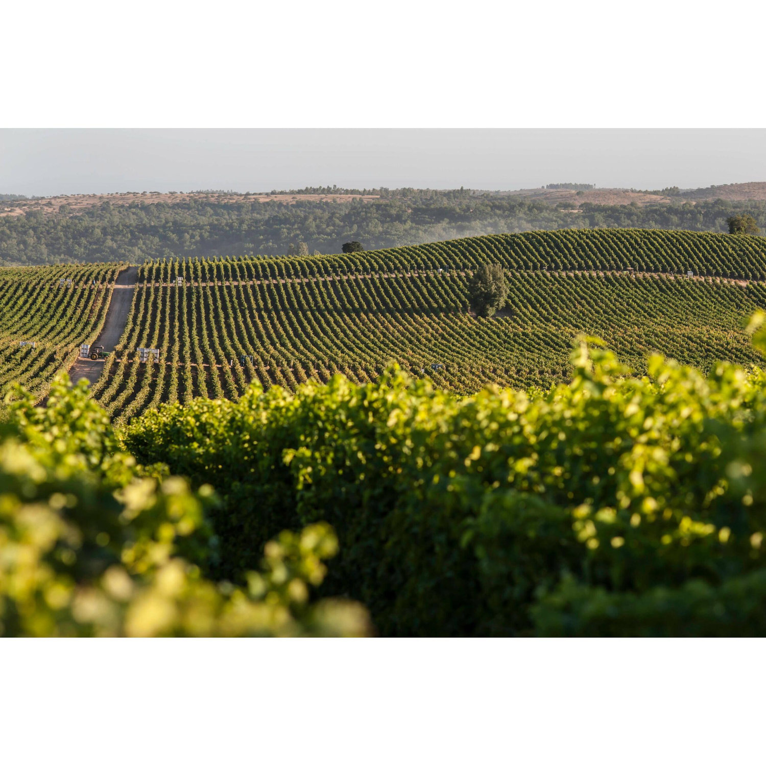 Viña Concha y Toro