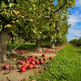 Stepp's Hillcrest Orchard