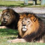 Lion Country Safari