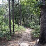 Weymouth Woods - Sandhills Nature Preserve