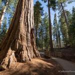 Trail of 100 Giants Trailhead