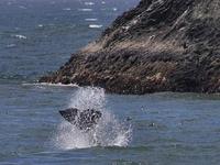 Bodega Head Trail