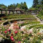 Berkeley Rose Garden