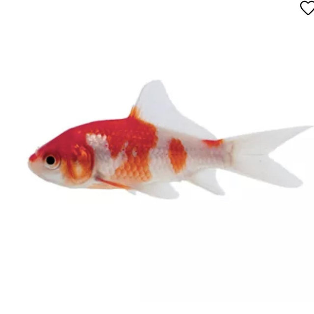 Koi Fish Fund