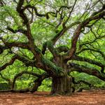 Angel Oak Tree
