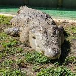 St. Augustine Alligator Farm Zoological Park