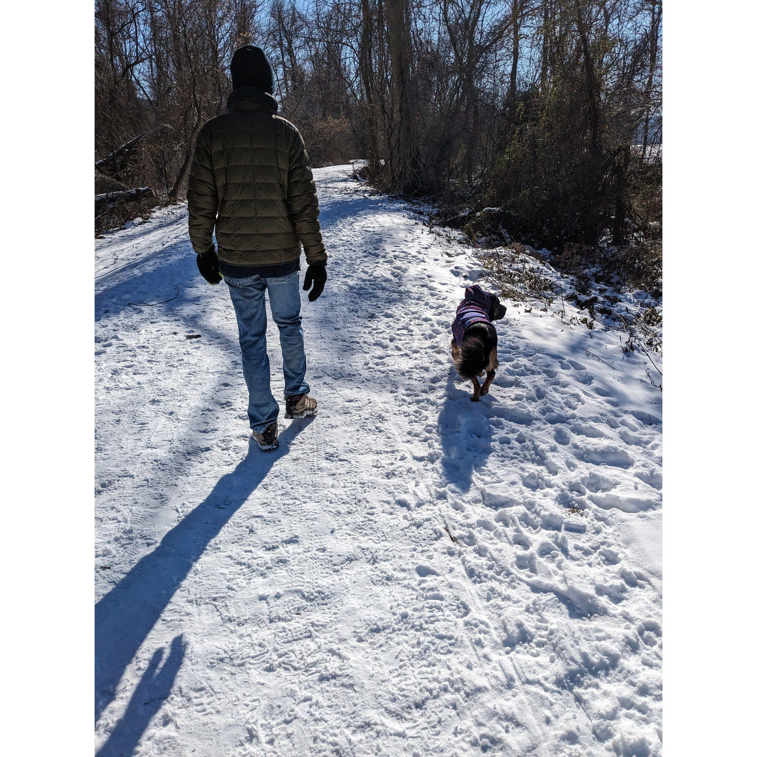 Benji's best snow walk