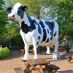 Jilbert Dairy Inc
