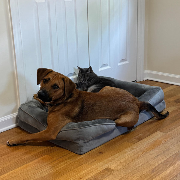 Our Pet Toy Fund