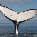 Monterey Bay Whale Watch
