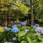 Lincoln Park