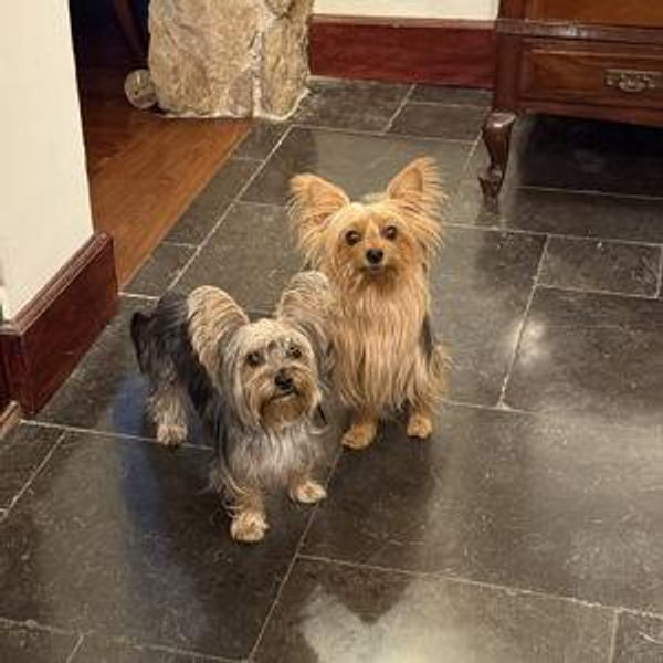 Hotel de perros durante nuestra Honeymoon