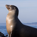 La Jolla Cove
