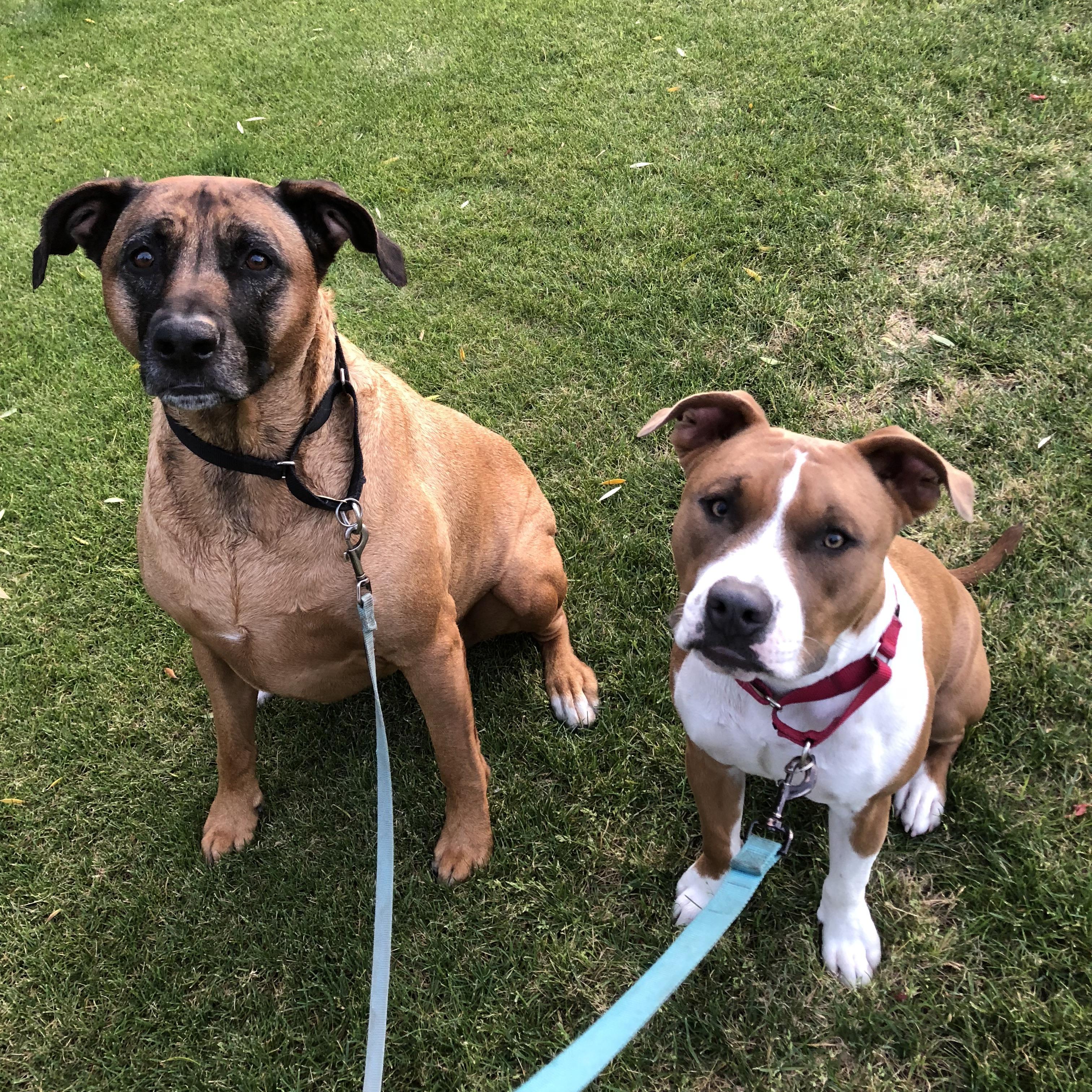 Our doge babies! Mako and Hooper