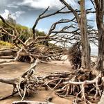 Boneyard or Driftwood Beach