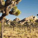 Joshua Tree National Park