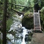 Dipsea Trail