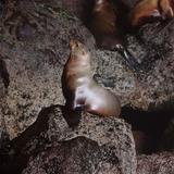 Sea Lion Caves