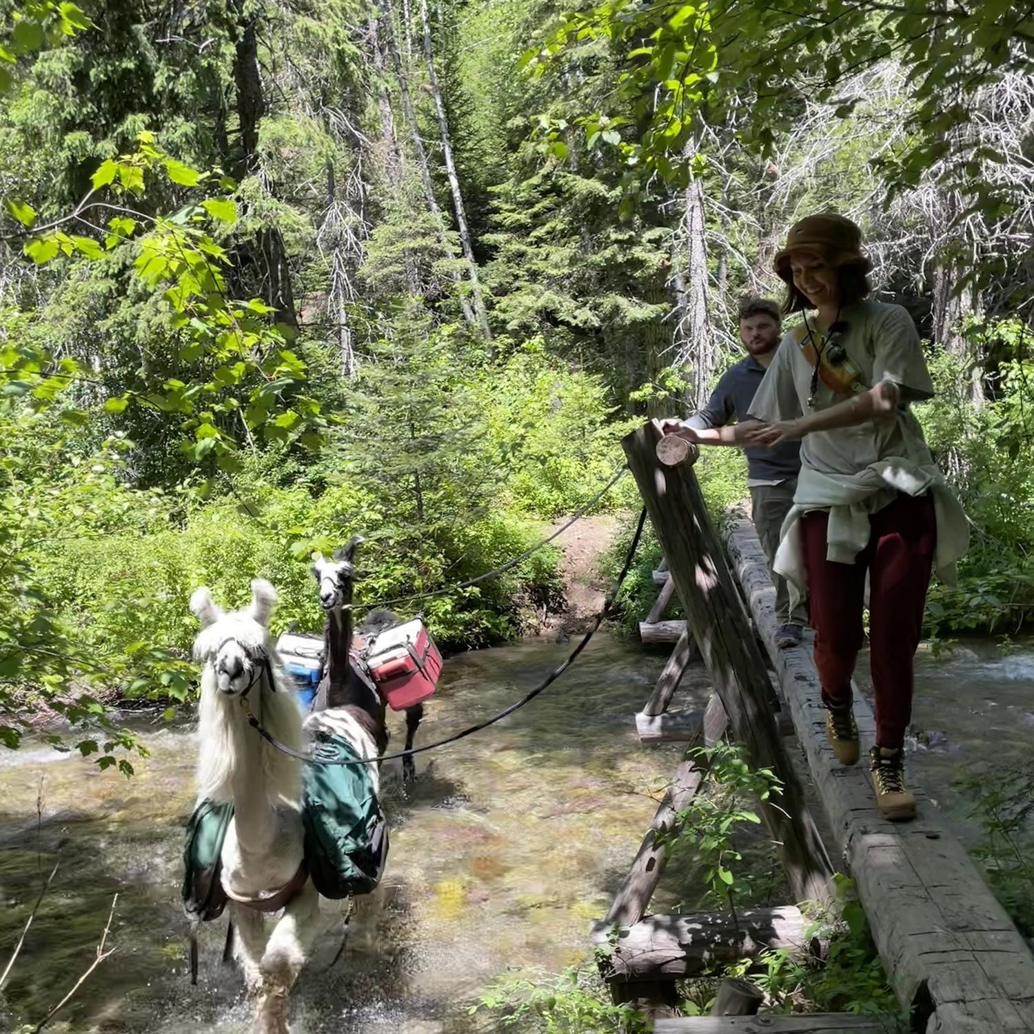 hiking with llamas in Montana!